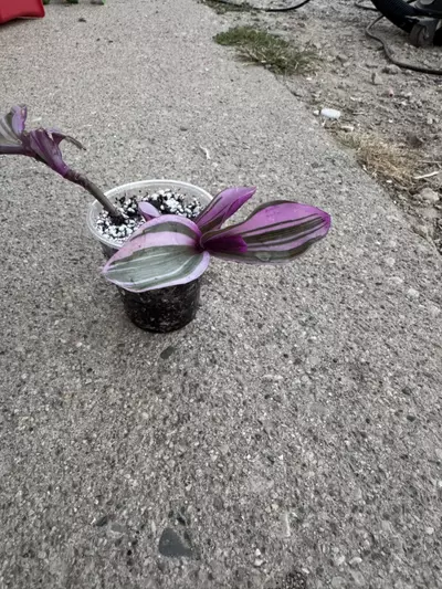 plant/Tradescantia bubblegum aka wandering dude-4-thumbnail