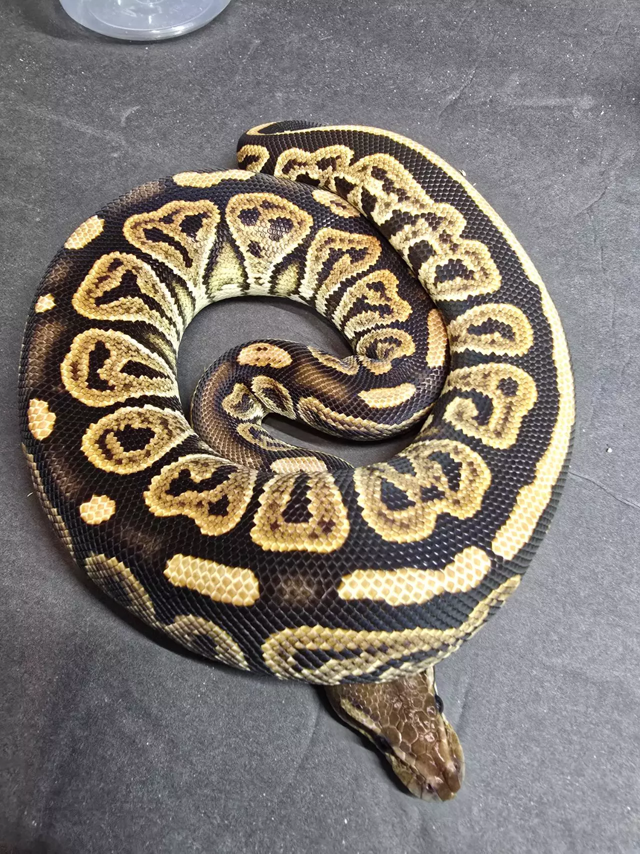 plant/Black Pastel DBL het Hypo Candy/Albino pos het Pied-1