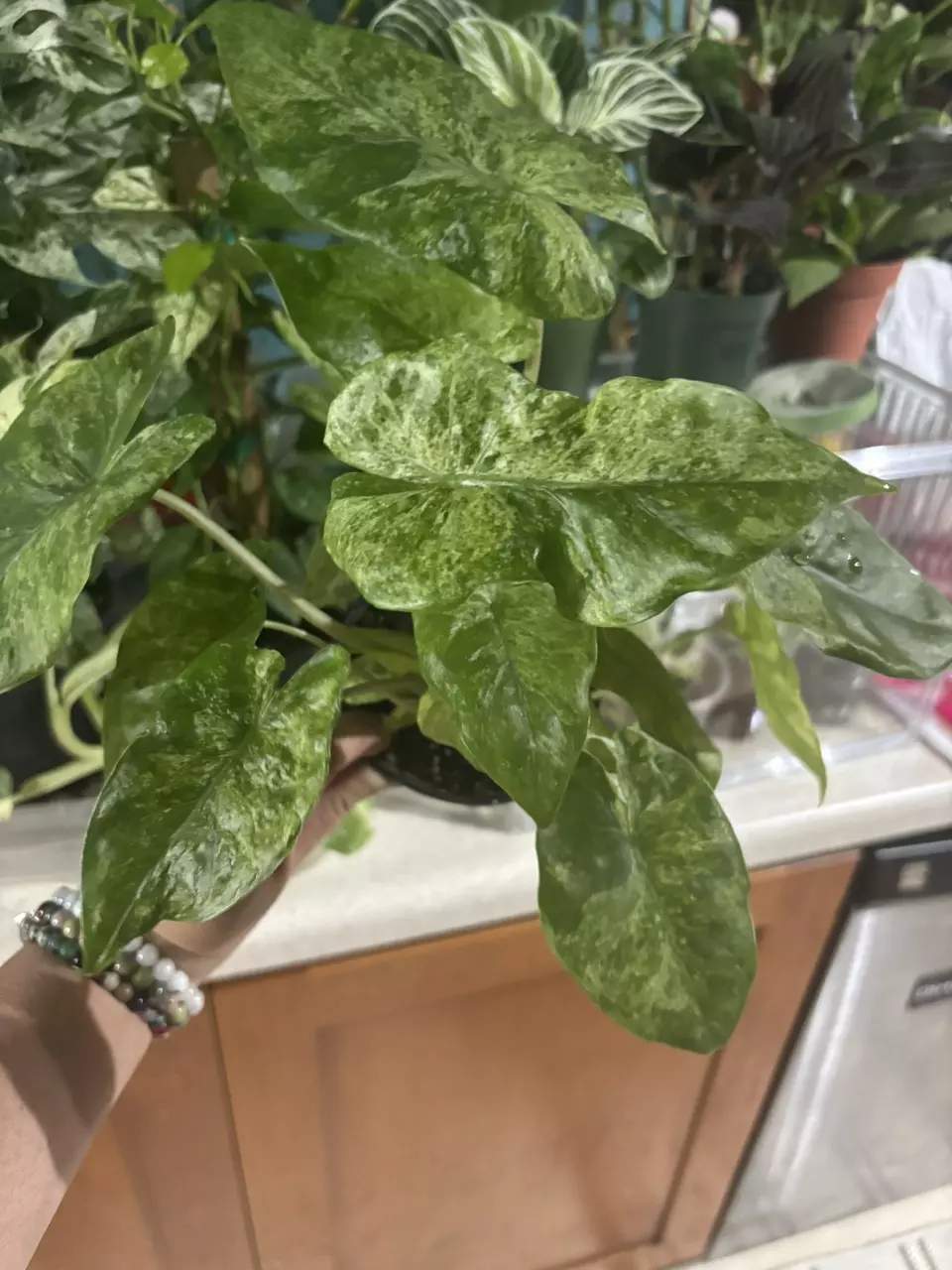 plant/Variegated Batik-0