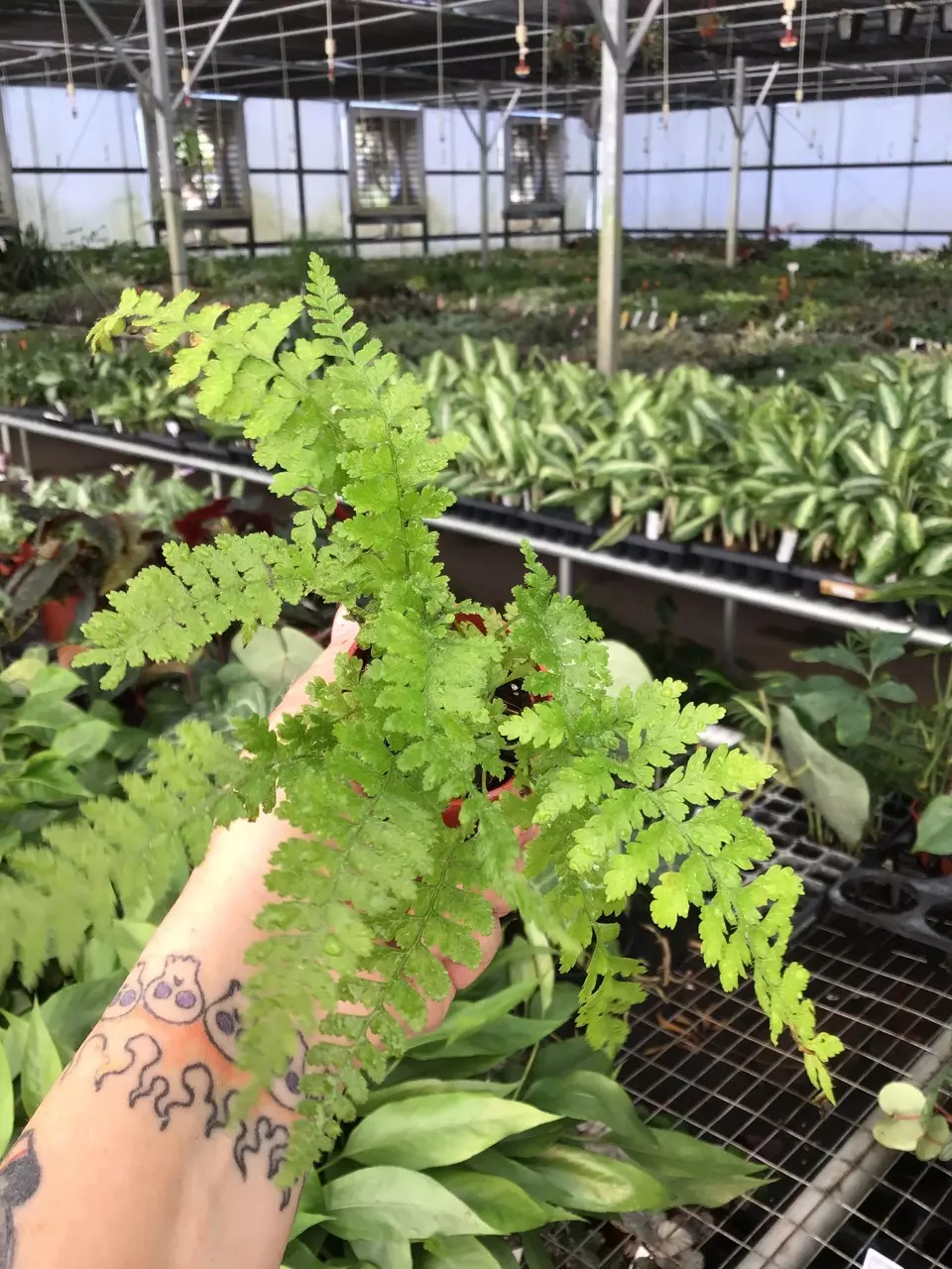 plant/Lace Fern starter plant growers choice-0