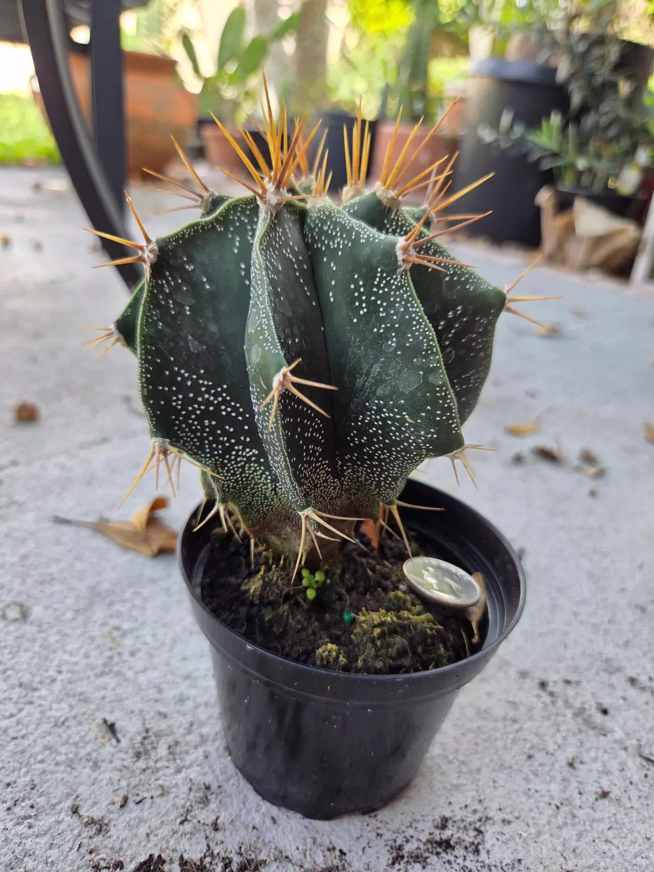 plant/Astrophytum Ornatum LG-0