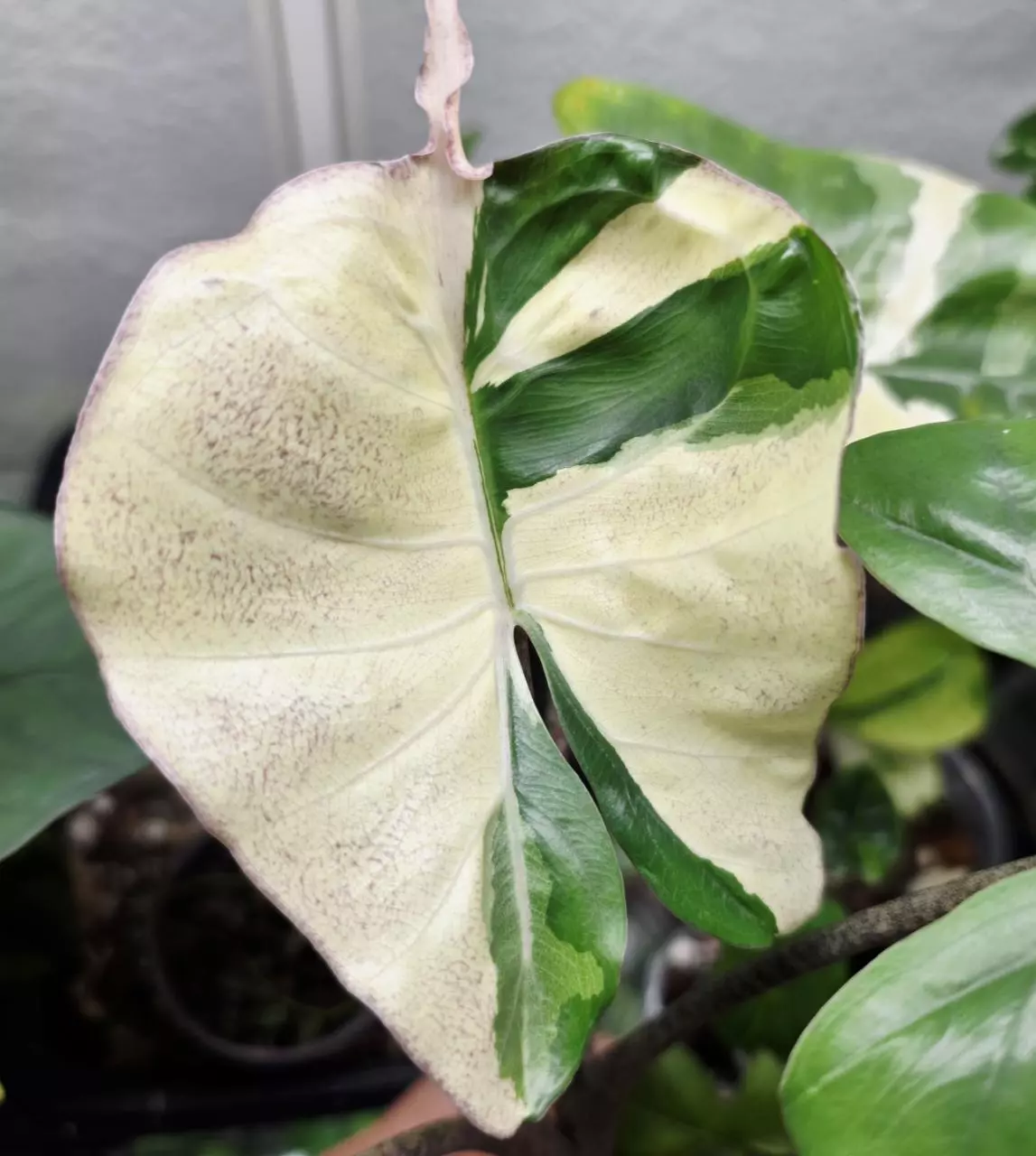 plant/1 CORM - Stingray Albo-0