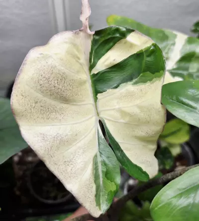 plant/1 CORM - Stingray Albo-0-thumbnail