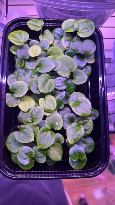 plant/Anthurium Carla x Bvep X WFN x Bess-2-thumbnail