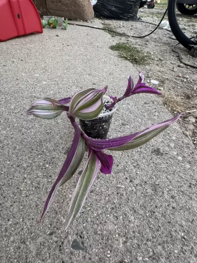 plant/Tradescantia bubblegum aka wandering dude-3-thumbnail