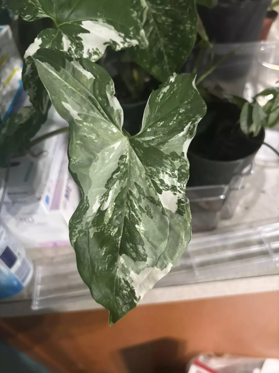 plant/Albo Syngonium-0