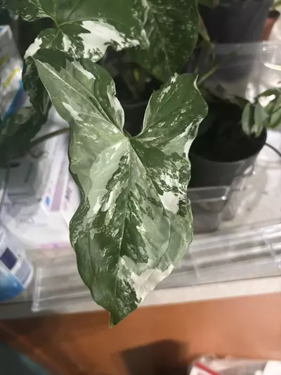 plant/Albo Syngonium-0-thumbnail