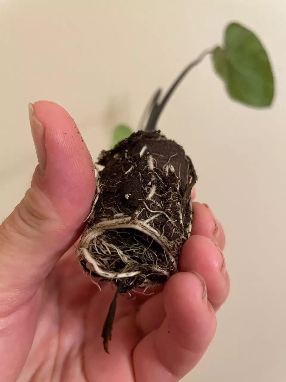 plant/Colocasia Violet Stem starter plant growers choice-4