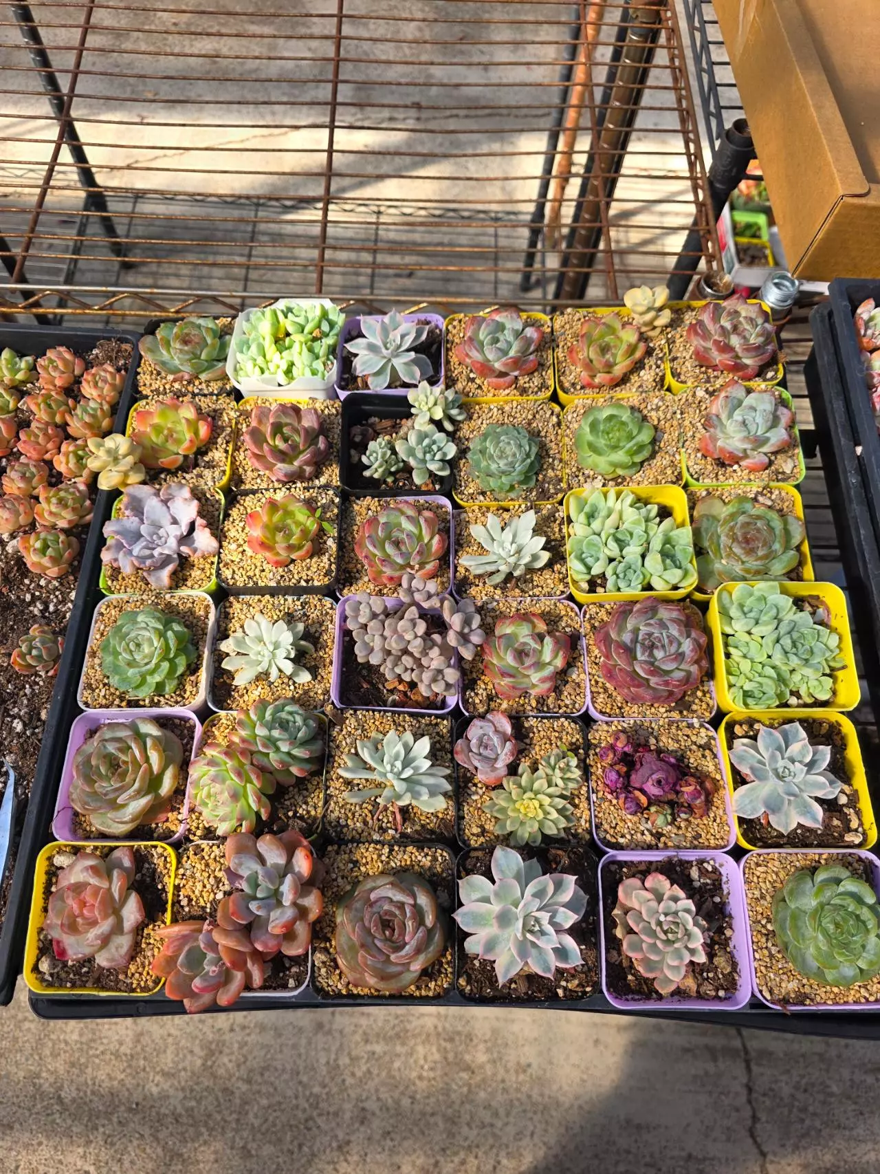 plant/Mystery imported succulents 1 pc-0