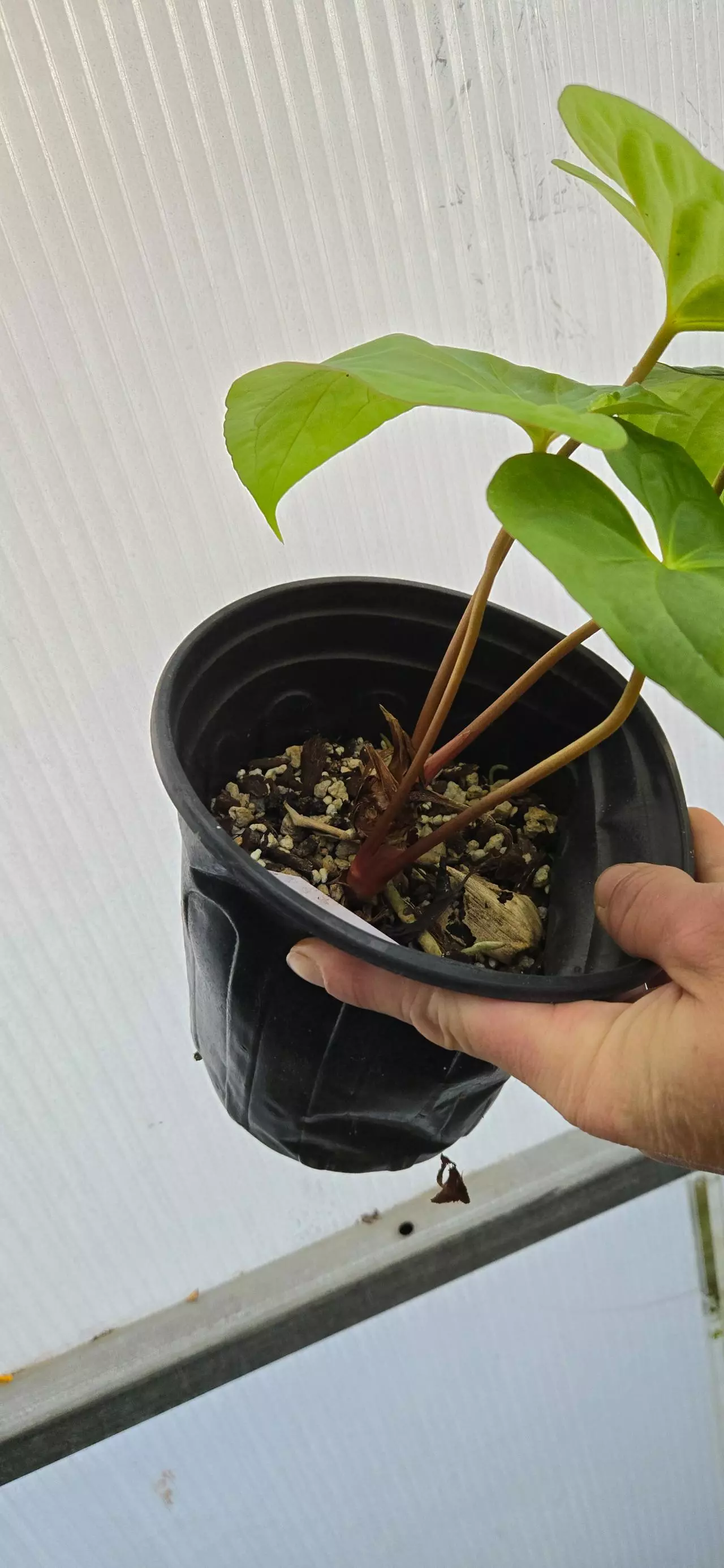 plant/Anthurium papillilaminum (Ree Gardens x Old Lineage)-2