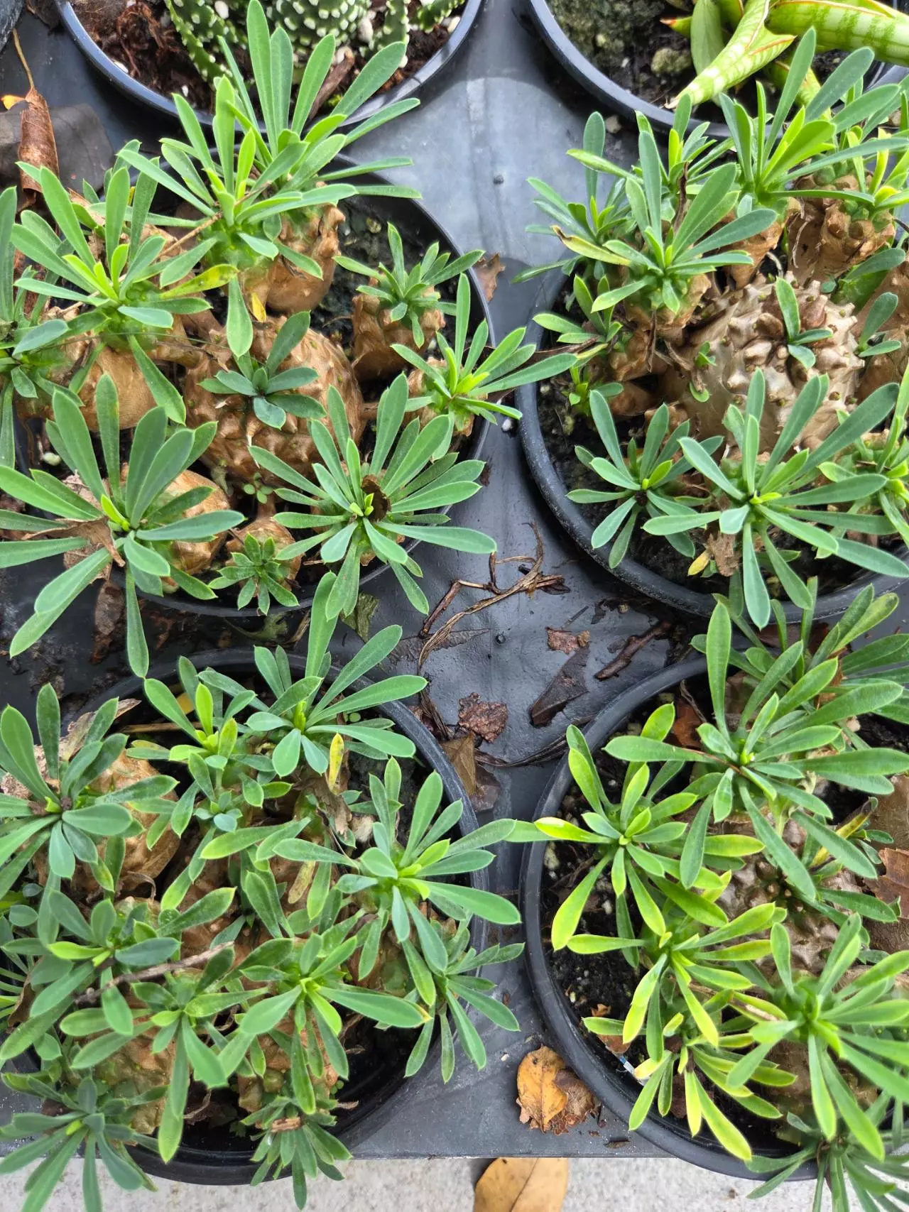 plant/Euphorbia Japonica GC-1