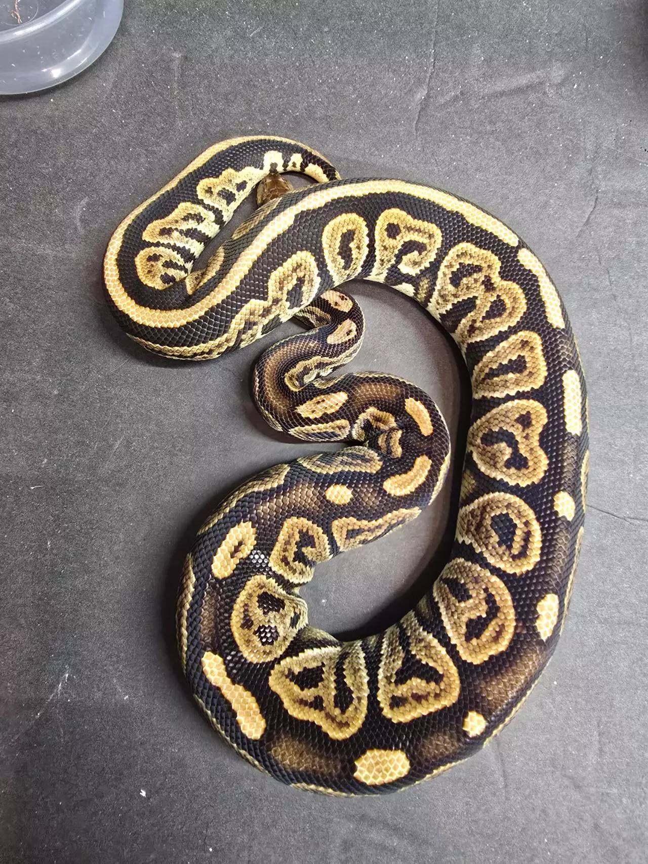 plant/Black Pastel DBL het Hypo Candy/Albino pos het Pied-0