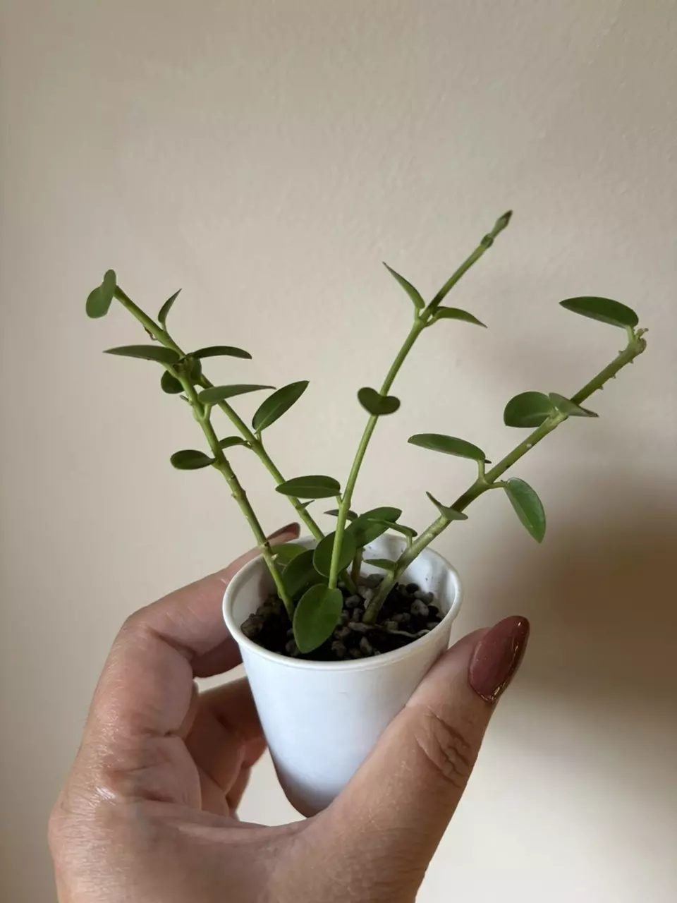 plant/Hoya Cumingiana-0