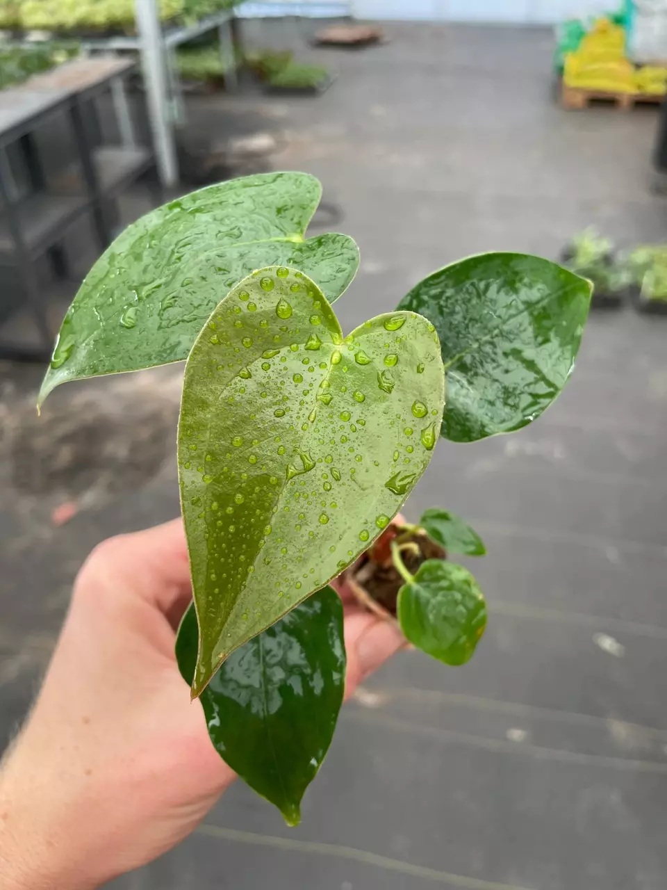 plant/Anthurium White Heart starter plant growers choice-1