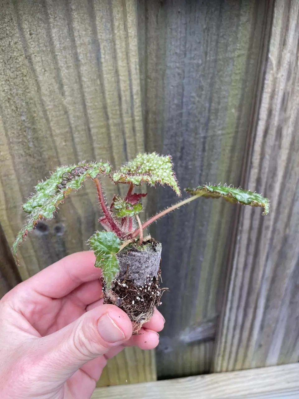 plant/Begonia Masoniana Iron Cross starter plant growers choice RR3-4