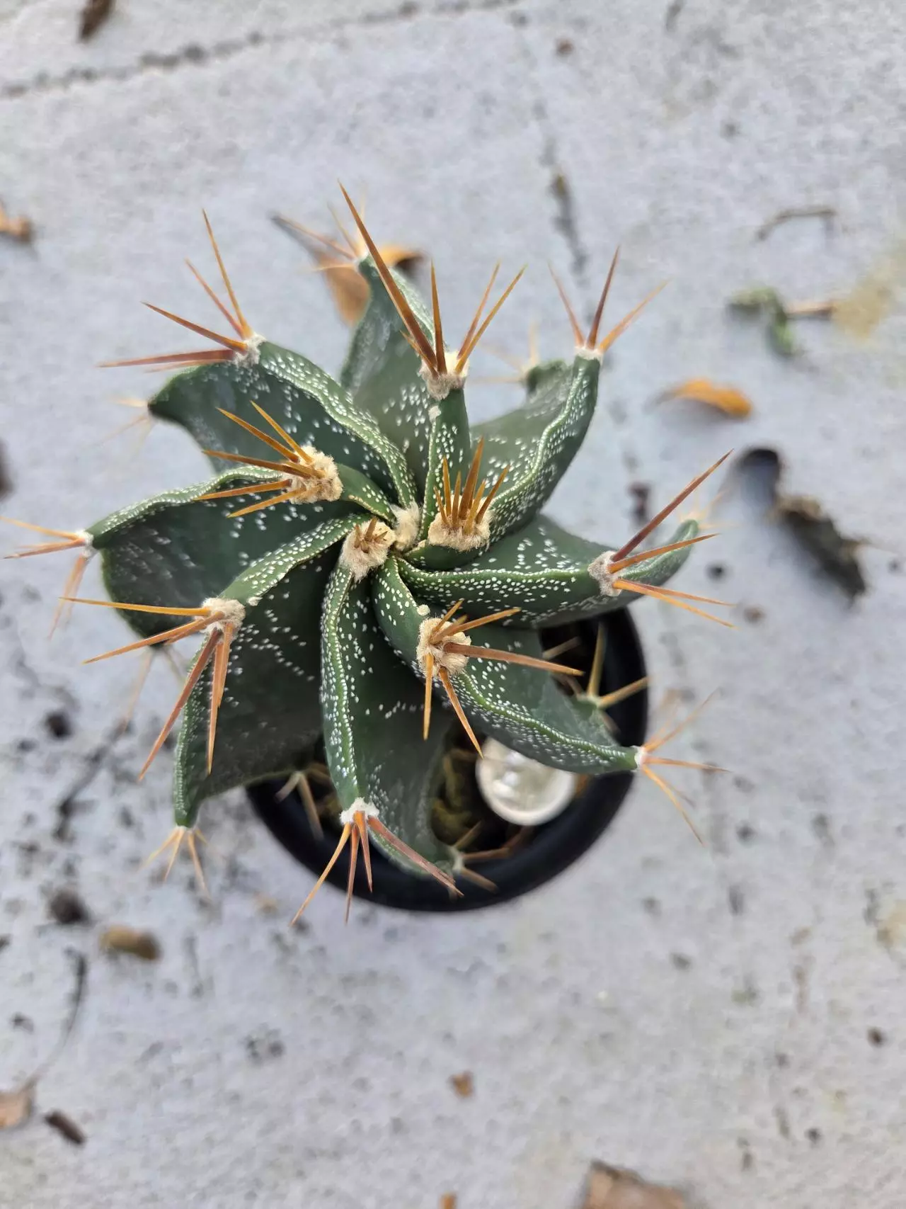 plant/Astrophytum Ornatum LG-1