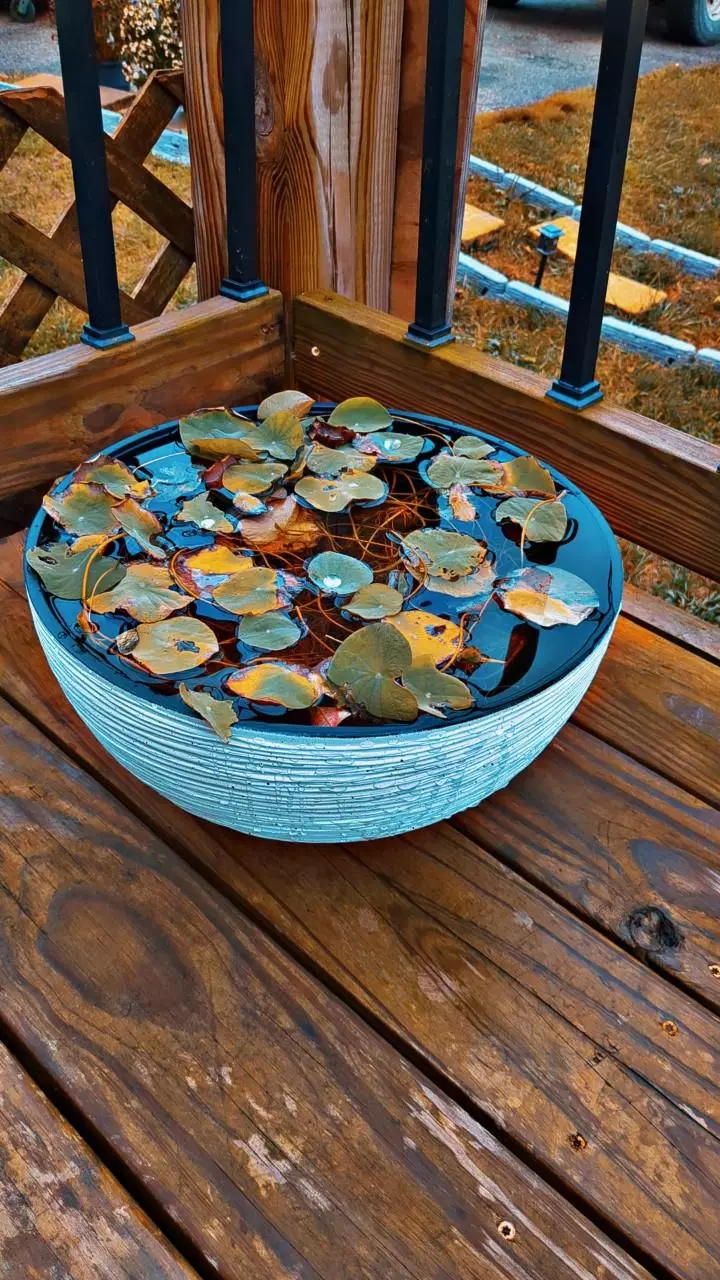 plant/Lotus seedlings-3