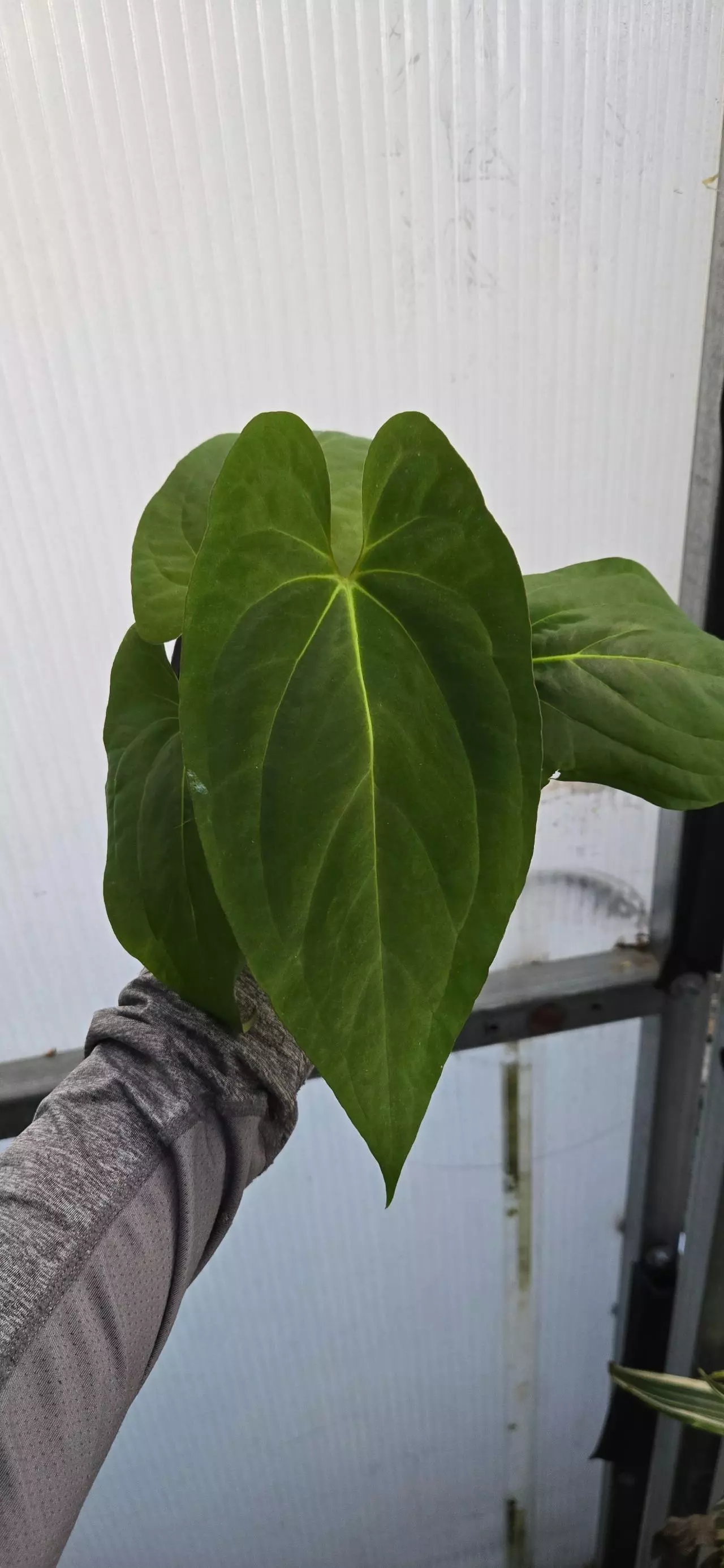 plant/Anthurium papillilaminum (Ree Gardens x Old Lineage)-0