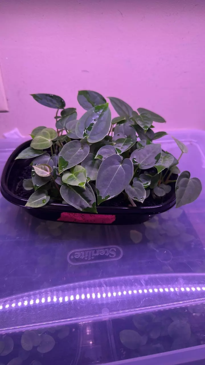 plant/1 Anthurium pink lemonade x windy dress X Brielle-3