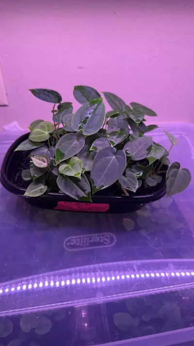 plant/1 Anthurium pink lemonade x windy dress X Brielle-3-thumbnail