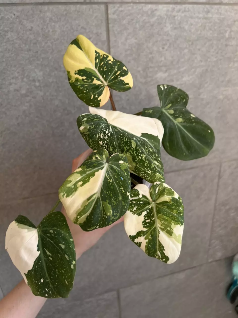 plant/Philodendron Gloriosum Variegated Type 2-3