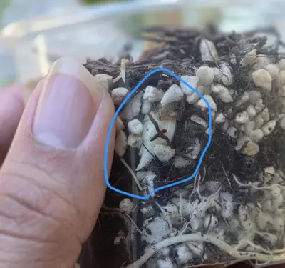 plant/Maharani albo corm Half moon mom-4-thumbnail