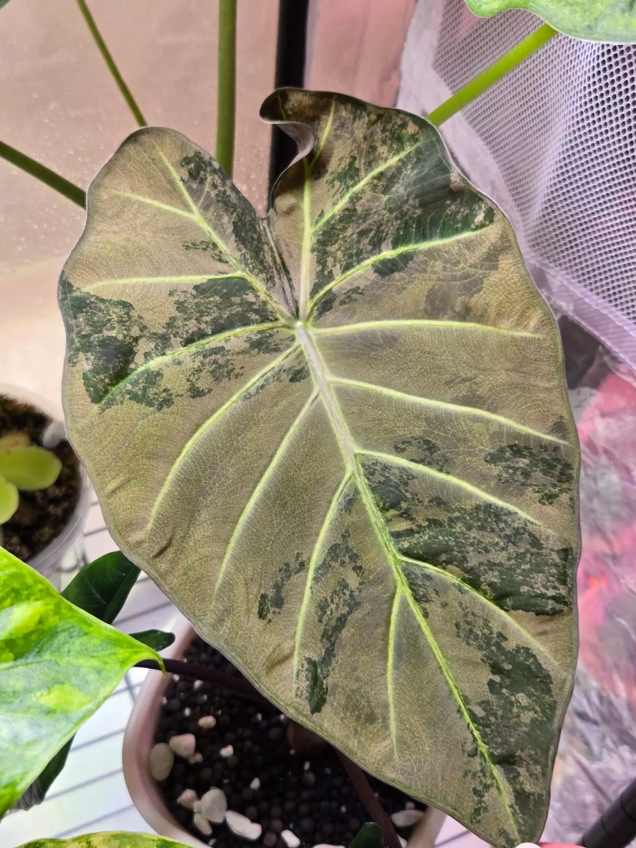 plant/*CORM* Alocasia Regal Shield Albo-0