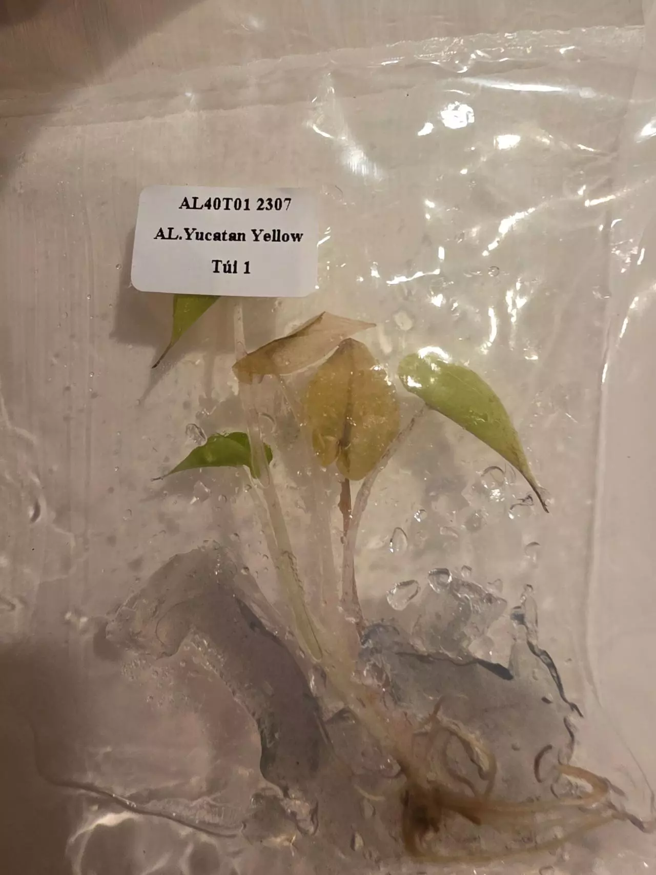 plant/Aurea Yucatan Princess and Variegated Longiloba pack-0