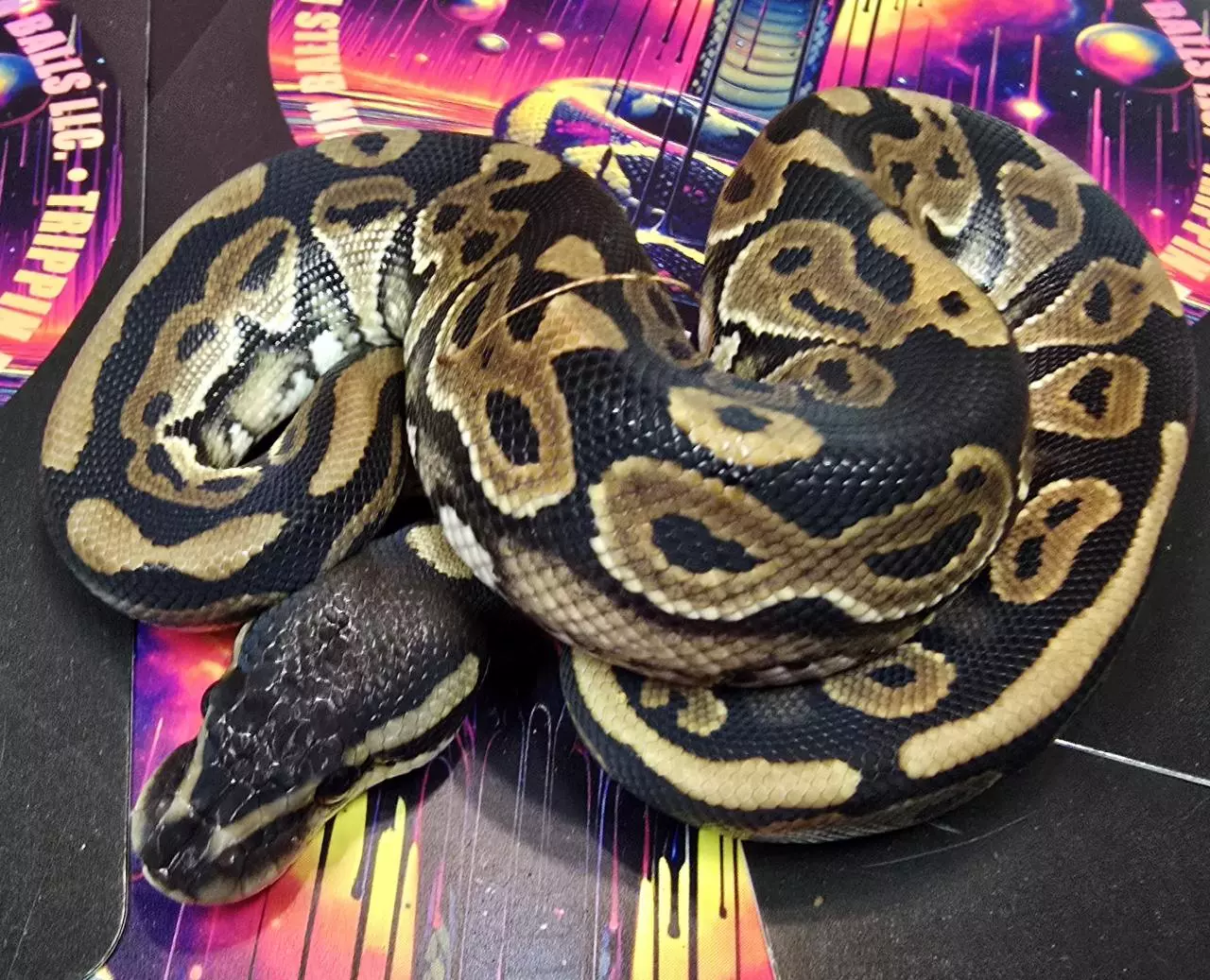 plant/Cinnamon 66% Het Tri-stripe Female-0