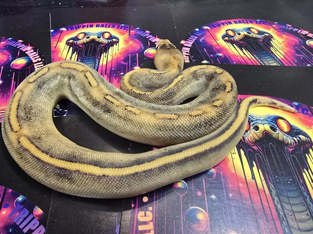 plant/Champagne (Yellowbelly) DBL het Hypo Clown Male-0