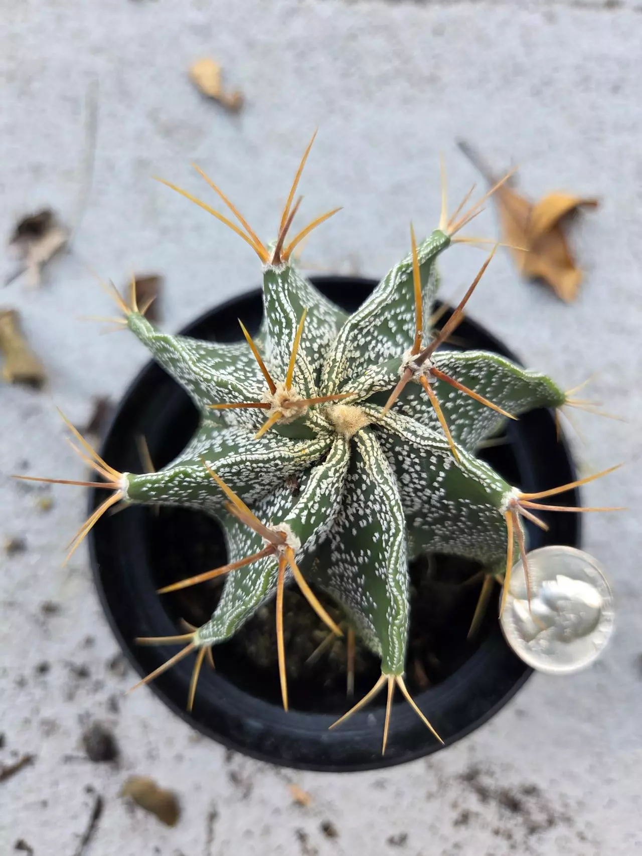 plant/Astrophytum Ornatum-1