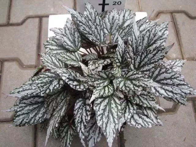 plant/Begonia Rex Jolly Silver starter plant growers choice-0