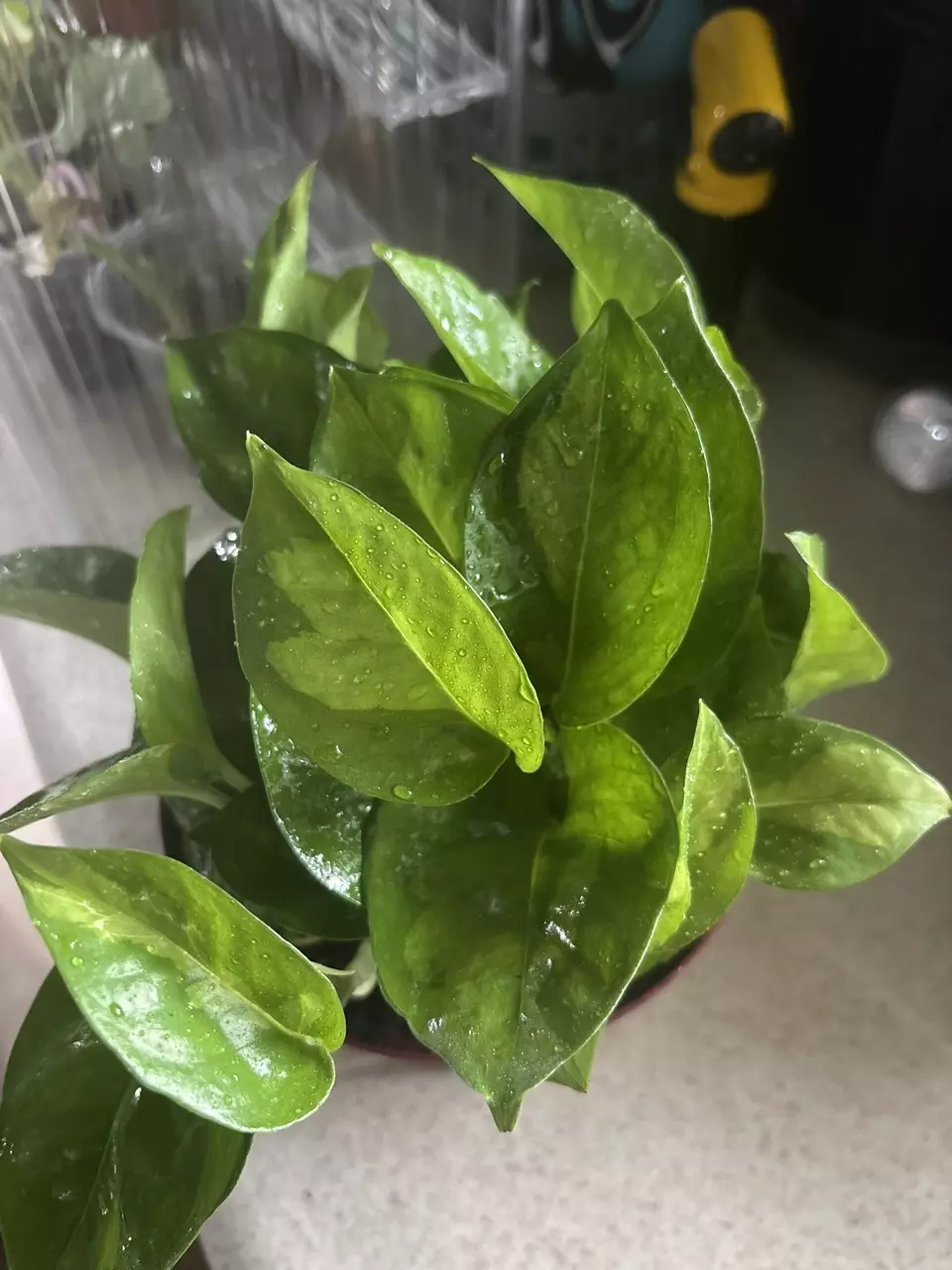 plant/Global Green-0