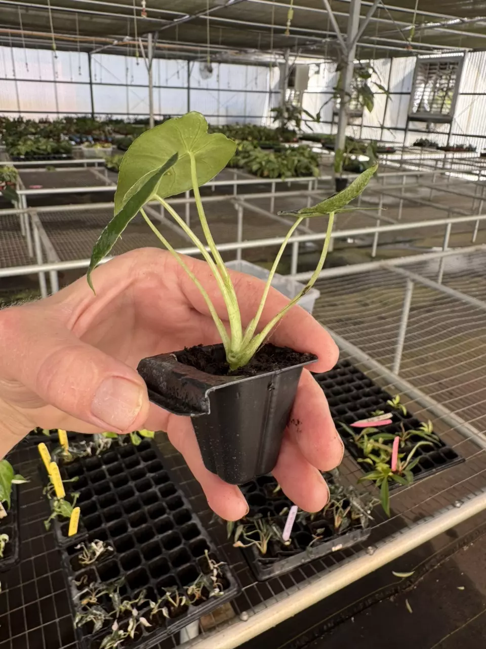plant/Alocasia frydek cultivar “white vein” starter plant growers choice-7