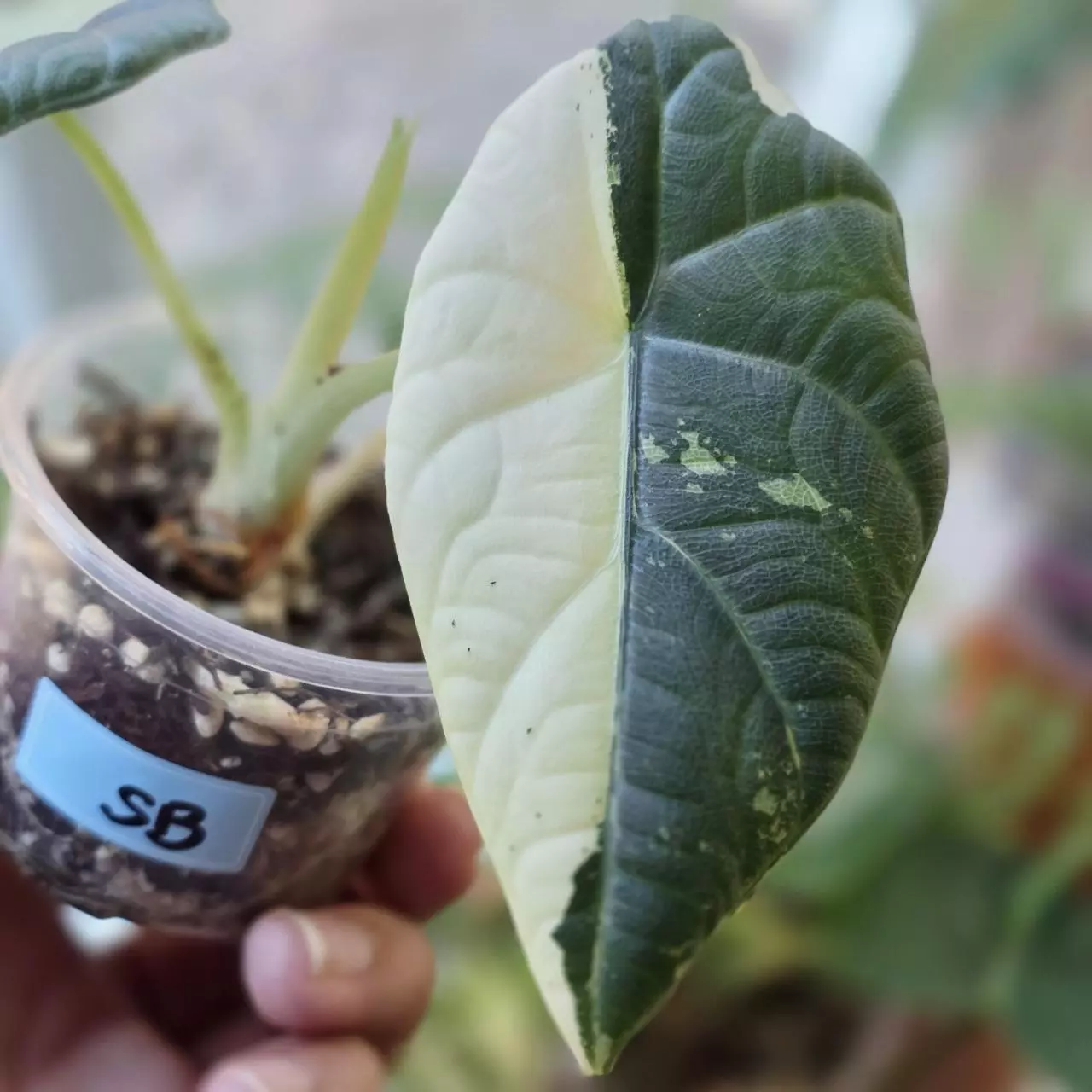 plant/Maharani albo corm Half moon mom-0