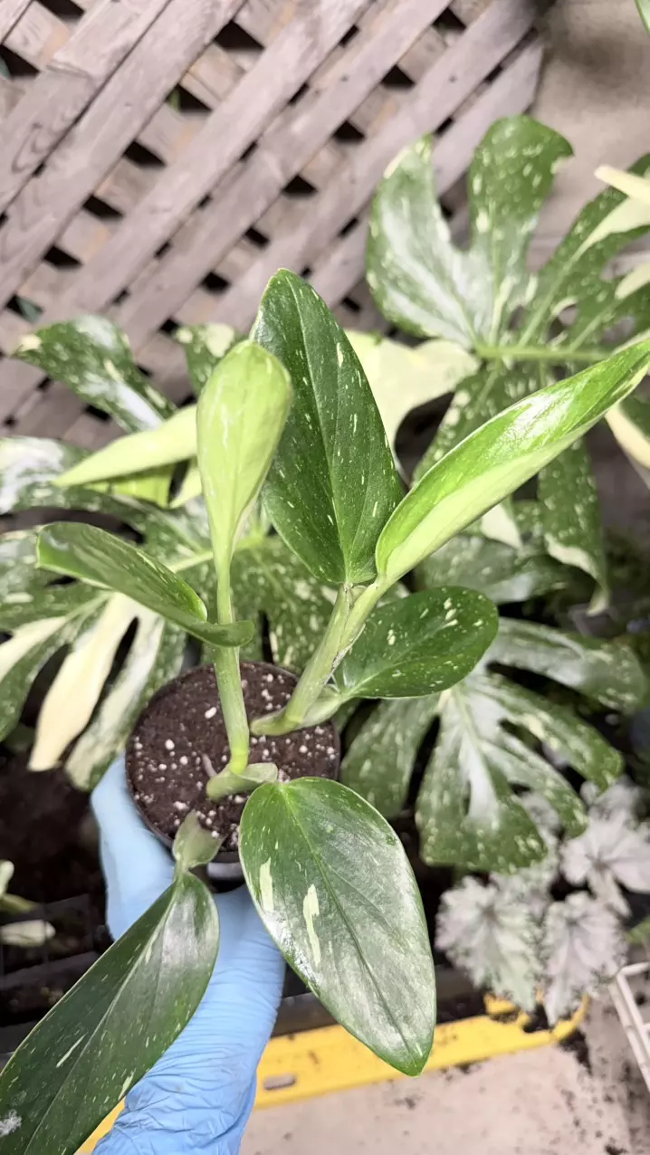 plant/variegated Monstera standleyana, also commonly known as the "Philodendron Cobra"-0
