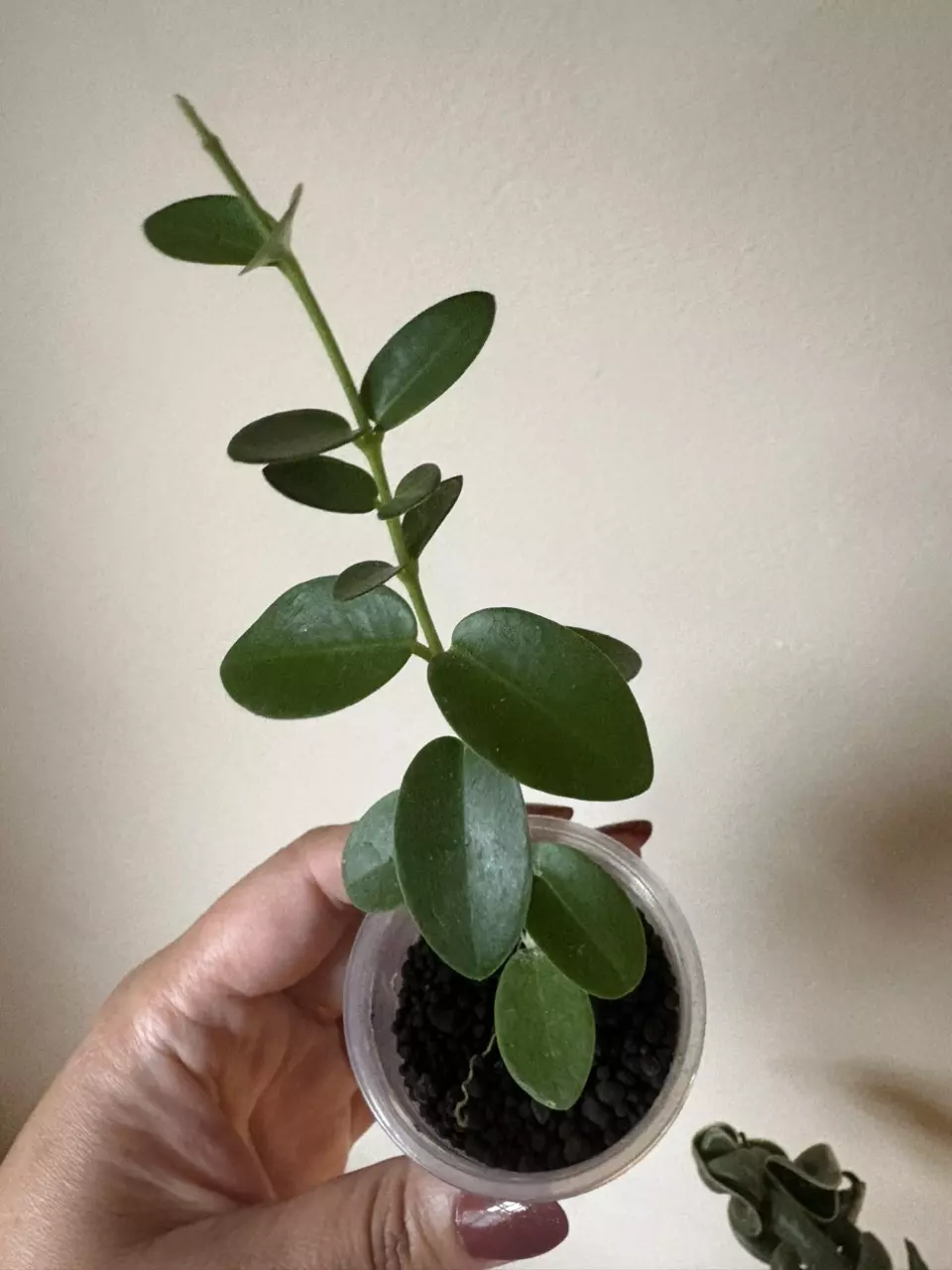 plant/Hoya Cumingiana-0