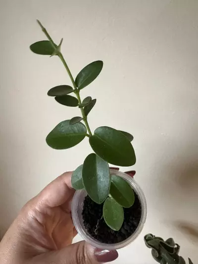 plant/Hoya Cumingiana-0-thumbnail