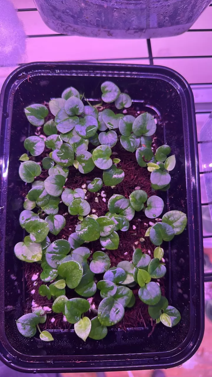 plant/1 anthurium blue velvet x AOS X WFN-3