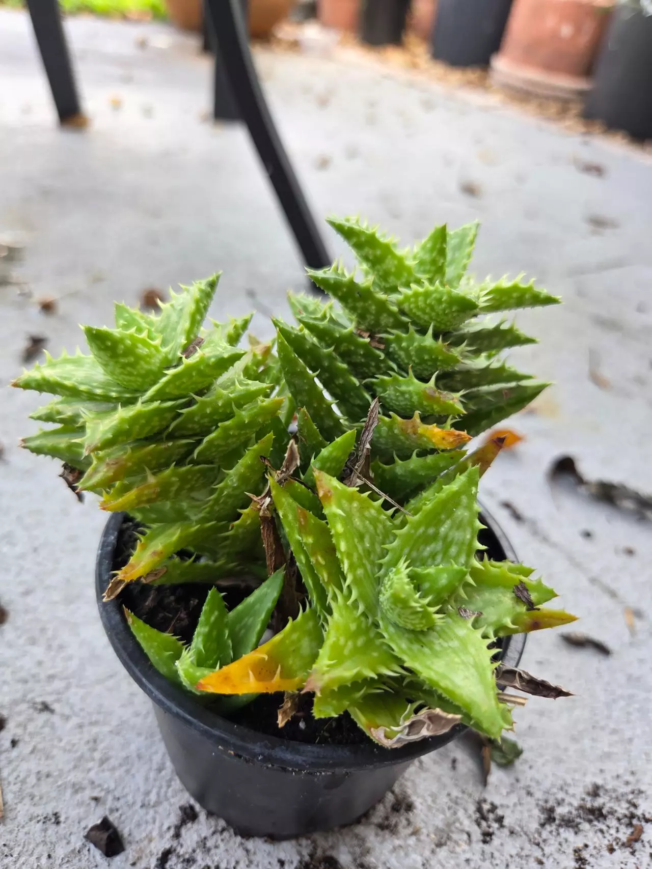 plant/Aloe Juvenna-0