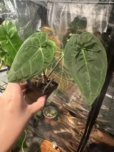 plant/Anthurium pap/crys/mag x long bullet-0-thumbnail