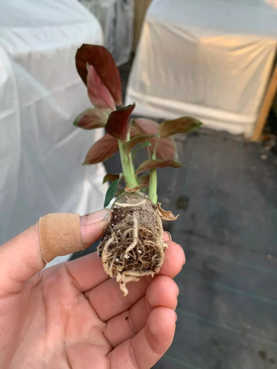 plant/Calathea Exotica starter plant growers choice-4