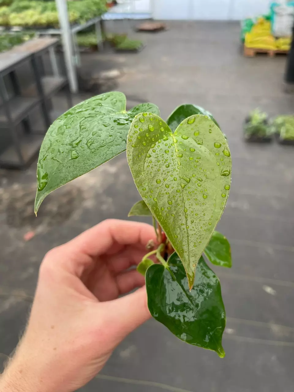 plant/Anthurium White Heart starter plant growers choice-4