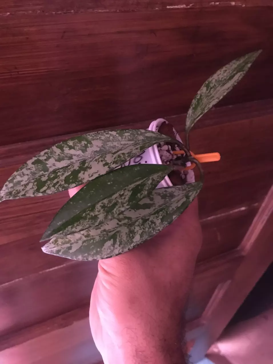 plant/Hoya Pubicalyx Red Buttons Splash-1