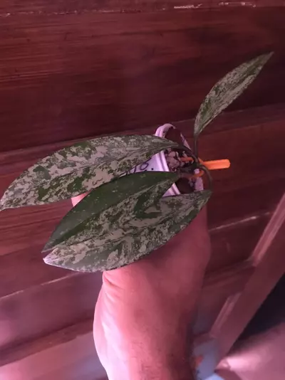 plant/Hoya Pubicalyx Red Buttons Splash-1-thumbnail