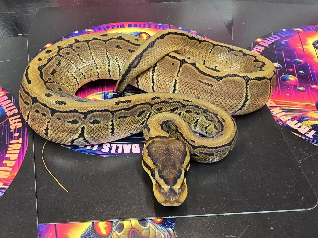 plant/Pinstripe 66% het Tri-stripe Male-1