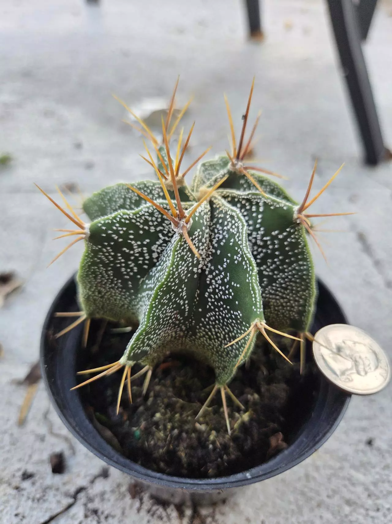 plant/Astrophytum Ornatum-0
