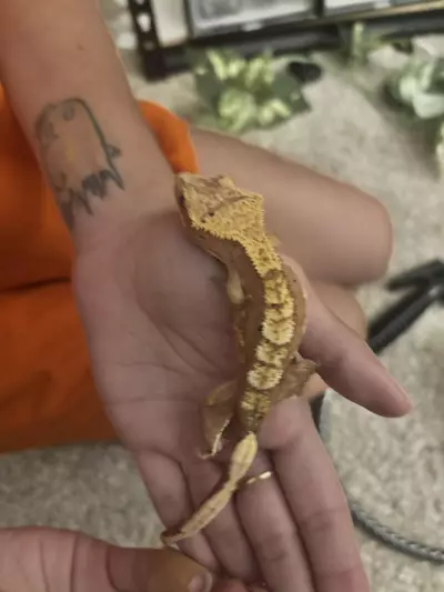 plant/Pink Harley Sub adult female-2-thumbnail