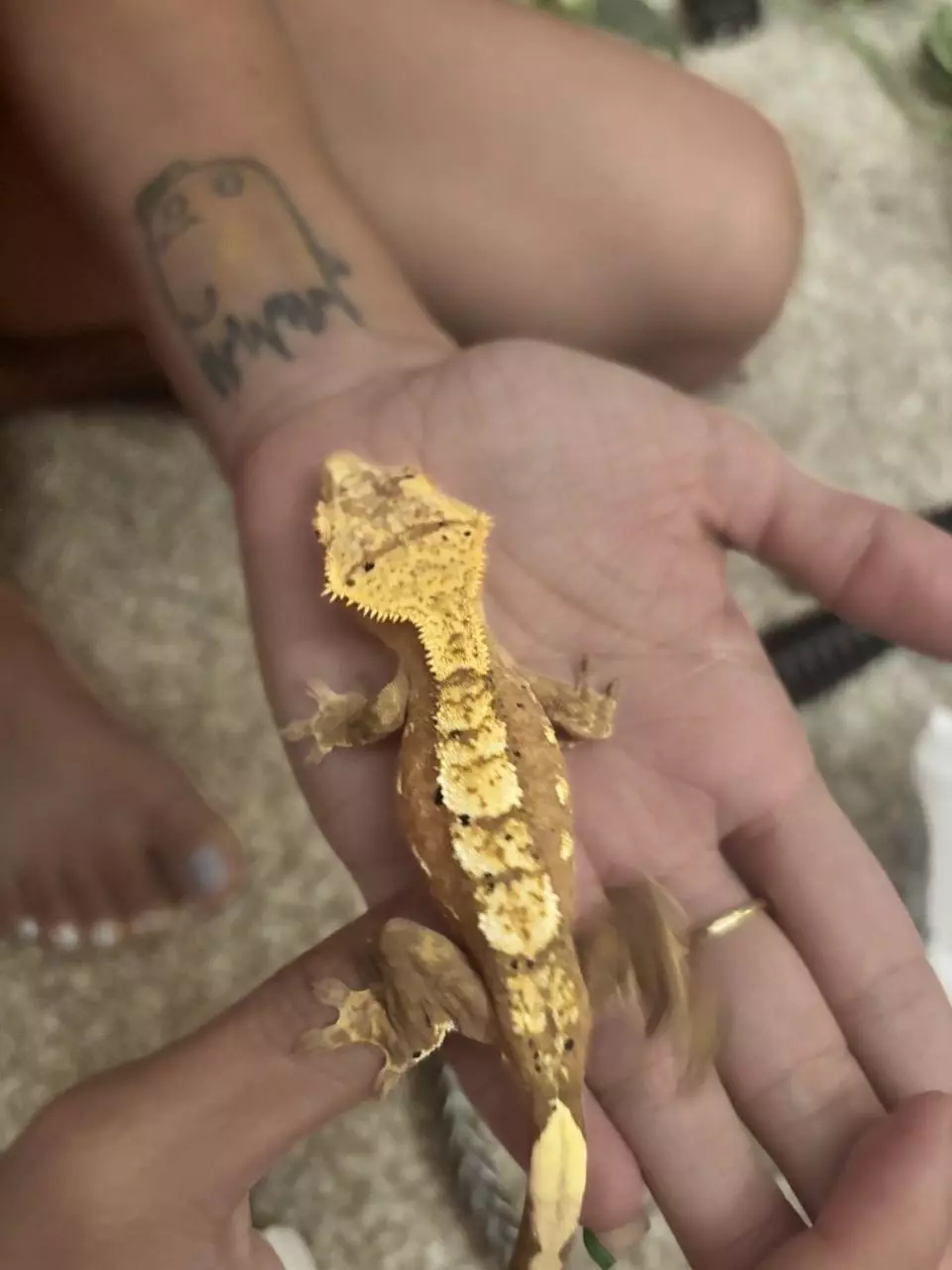 plant/Pink Harley Sub adult female-3