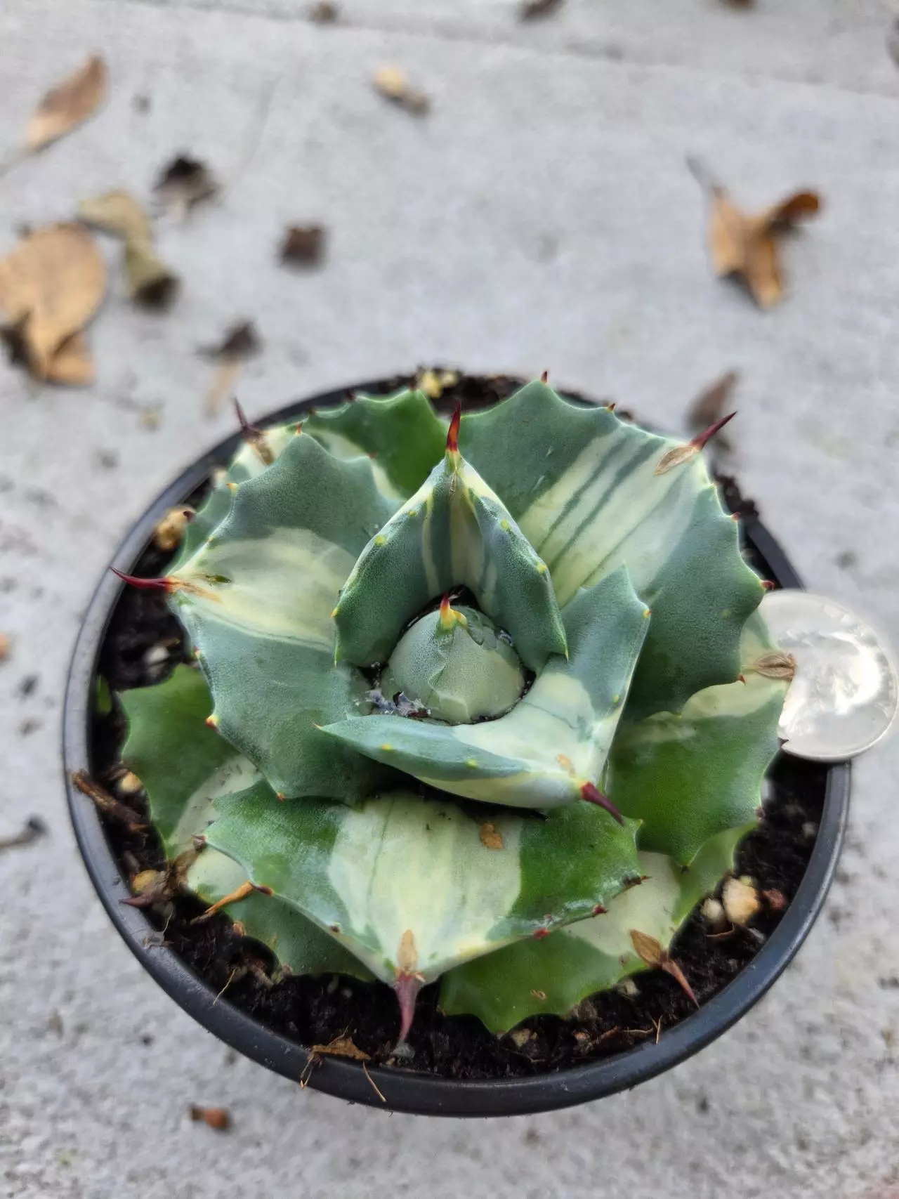 plant/Agave Isthmensis variegated-0